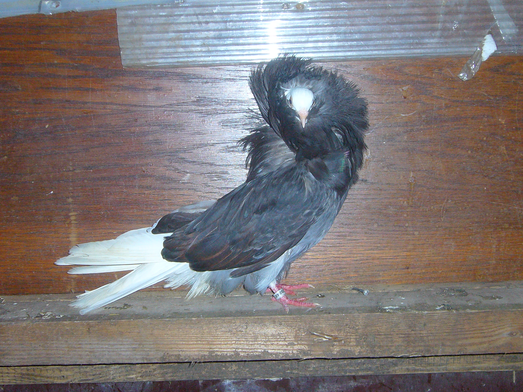 p1060842